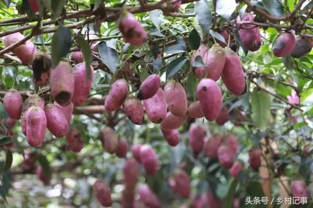 花札最新版，探索与体验的乐趣