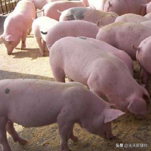 河北生猪最新猪价走势分析与预测报告